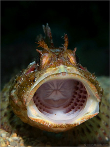 "ROARR" This must be an unpleasant sight for a small fish... by Roland Bach 